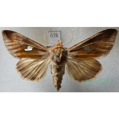Autographa bractea (Denis & Schiffermüller, 1775) Hungaria65k